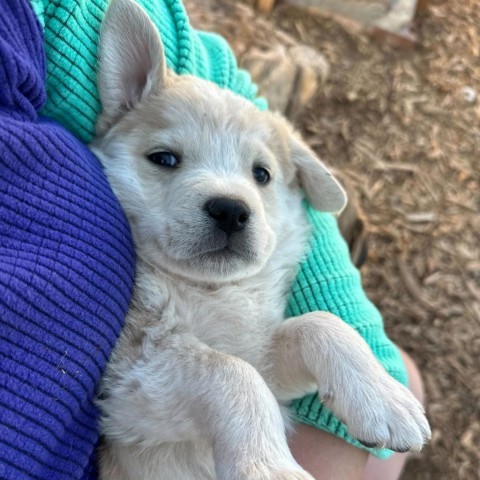 Pour-over Pete, an adoptable Mixed Breed in Moab, UT, 84532 | Photo Image 6