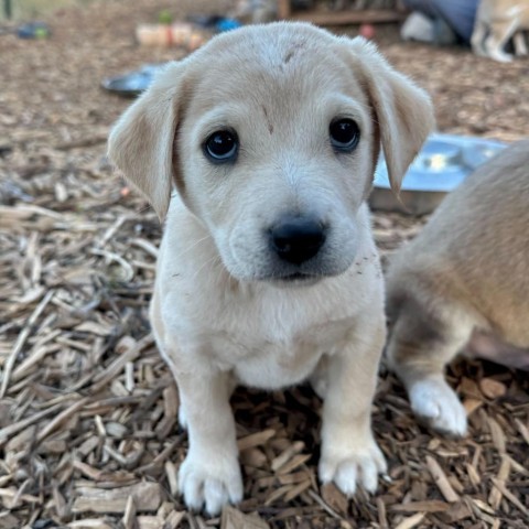 Dunkin, an adoptable Mixed Breed in Moab, UT, 84532 | Photo Image 2