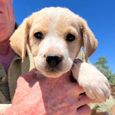 Dunkin, an adoptable Mixed Breed in Moab, UT, 84532 | Photo Image 4