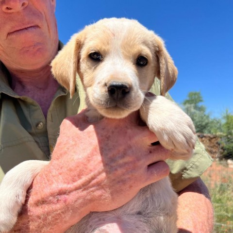 Dunkin, an adoptable Mixed Breed in Moab, UT, 84532 | Photo Image 5