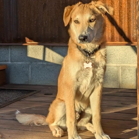 Marvin, an adoptable Mixed Breed in Moab, UT, 84532 | Photo Image 1