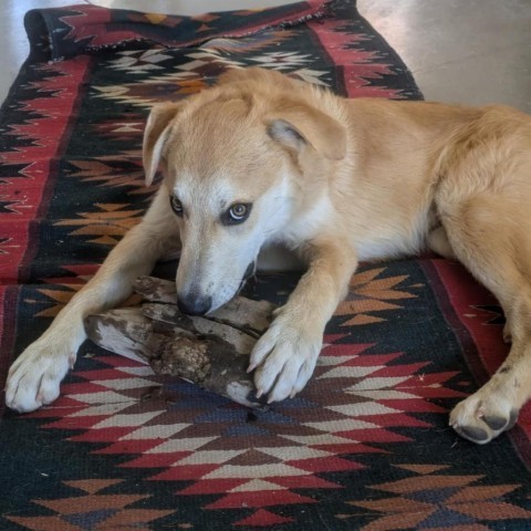 Marvin, an adoptable Mixed Breed in Moab, UT, 84532 | Photo Image 2