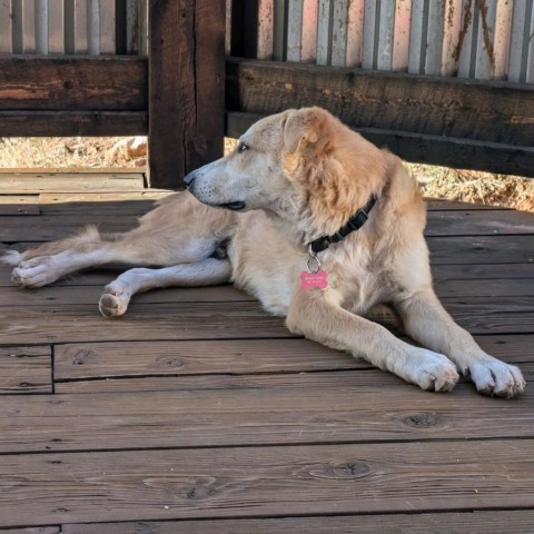 Marvin, an adoptable Mixed Breed in Moab, UT, 84532 | Photo Image 3