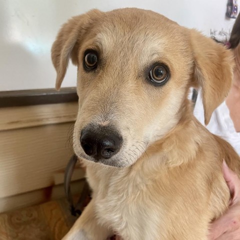 Marvin, an adoptable Mixed Breed in Moab, UT, 84532 | Photo Image 4