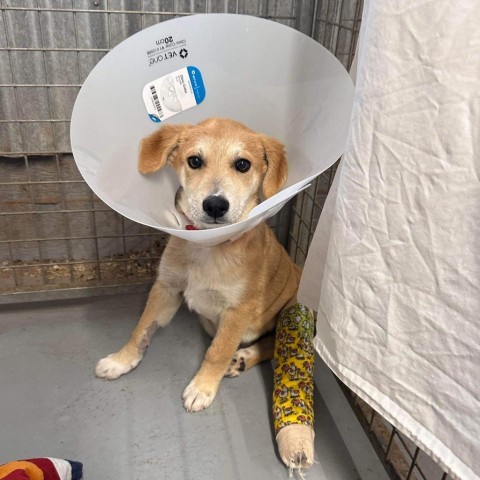 Marvin, an adoptable Mixed Breed in Moab, UT, 84532 | Photo Image 5