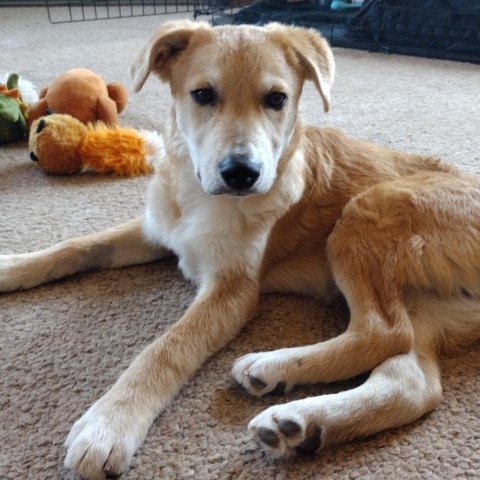 Marvin, an adoptable Mixed Breed in Moab, UT, 84532 | Photo Image 6