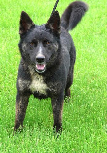 Asher, an adoptable Shepherd in Thief River Falls, MN, 56701 | Photo Image 1