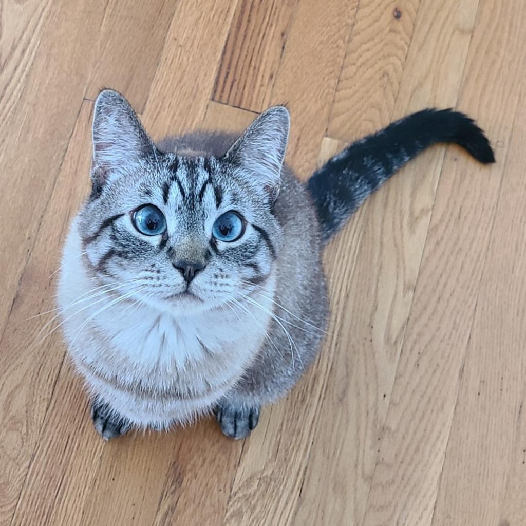 Tupper, an adoptable Domestic Short Hair in Zimmerman, MN, 55398 | Photo Image 1