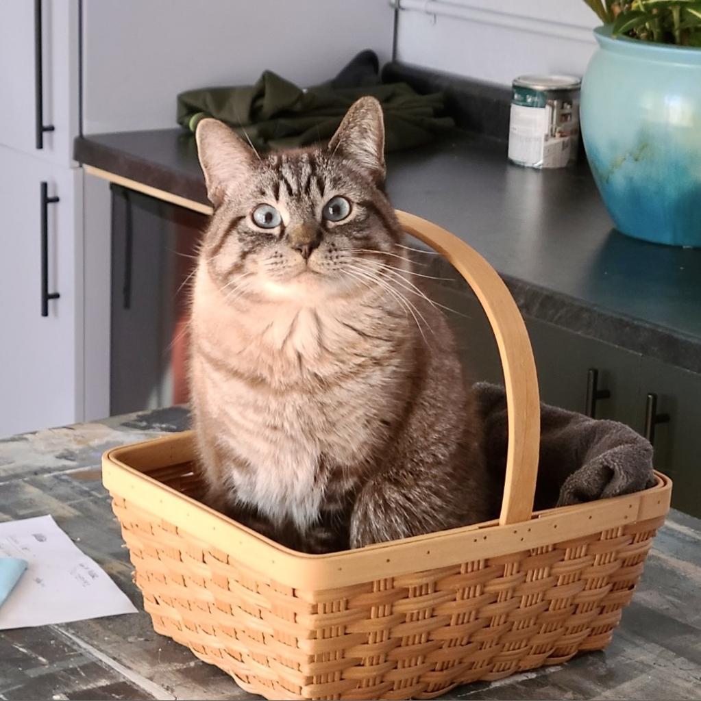 Tupper, an adoptable Domestic Short Hair in Zimmerman, MN, 55398 | Photo Image 3