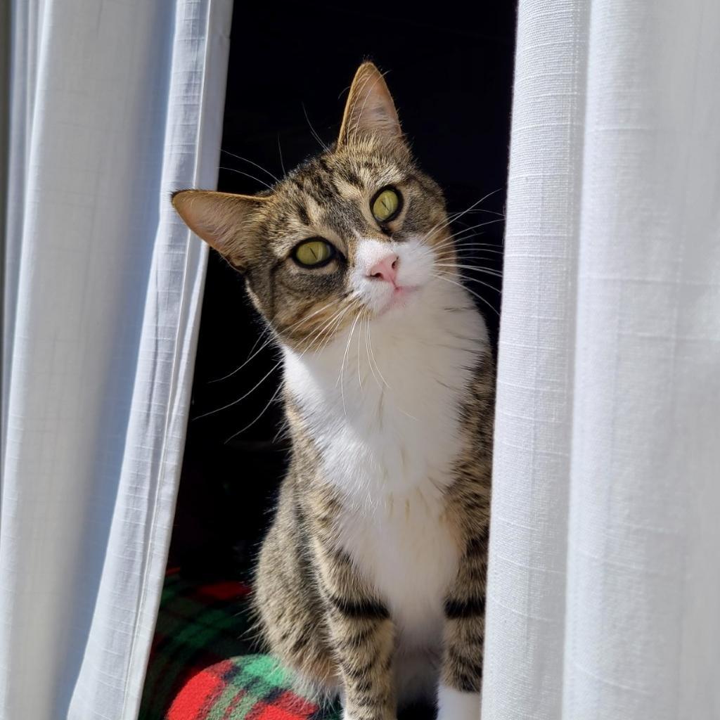 Fletcher, an adoptable Domestic Short Hair in Zimmerman, MN, 55398 | Photo Image 1