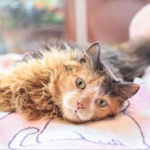 Meet Agatha a charming fluffy calico and a beloved member of The Puffs Born in