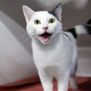 Heather is a chatty little love bug who wants to be your best friend Her soft 