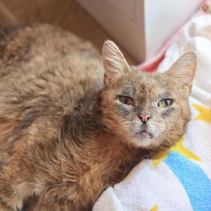 Blossom is a delightful member of The Puffs and a true ray of sunshine Born in 