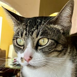 Leah is a beautiful cat that came to us for shelter during the hurricane of 2023