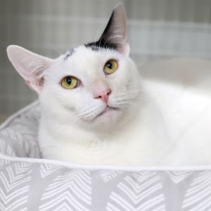 Bunny is a shy little cat in a big boy body Bunny was named after the funny li