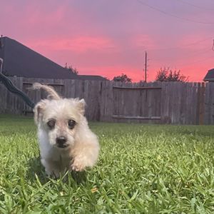Ezra Styles Maltese Dog