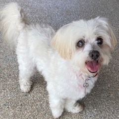 Meet Ezra - a 12-pound 10-year-old Maltese with a heart as soft as his fluffy white fur Life threw