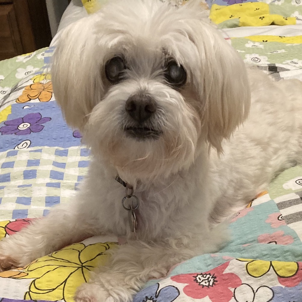 Ezra Styles, an adoptable Maltese in Houston, TX, 77006 | Photo Image 1