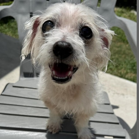 Ezra Styles, an adoptable Maltese in Houston, TX, 77006 | Photo Image 3