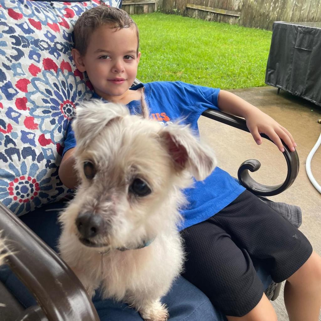 Ezra Styles, an adoptable Maltese in Houston, TX, 77006 | Photo Image 3