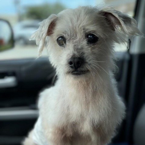 Ezra Styles, an adoptable Maltese in Houston, TX, 77006 | Photo Image 4