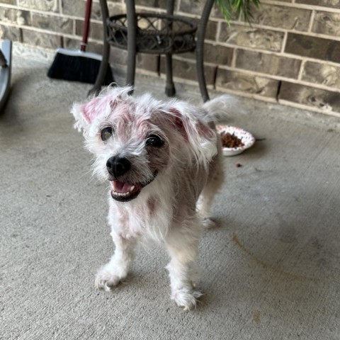 Ezra Styles, an adoptable Maltese in Houston, TX, 77006 | Photo Image 5