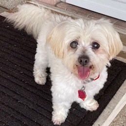 Ezra Styles, an adoptable Maltese in Houston, TX, 77006 | Photo Image 5