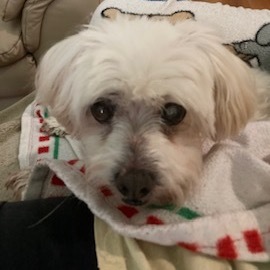 Ezra Styles, an adoptable Maltese in Houston, TX, 77006 | Photo Image 6