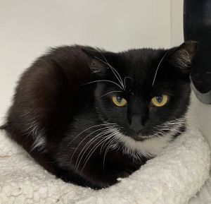 Smirker, Adult Female Domestic Short Hair