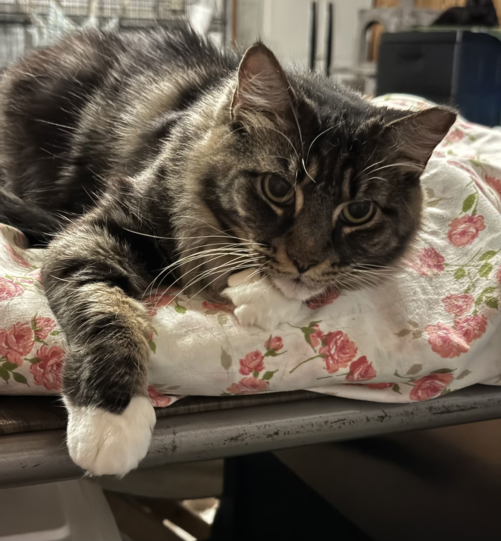 Bella, an adoptable Domestic Long Hair in Hammond, LA, 70403 | Photo Image 1