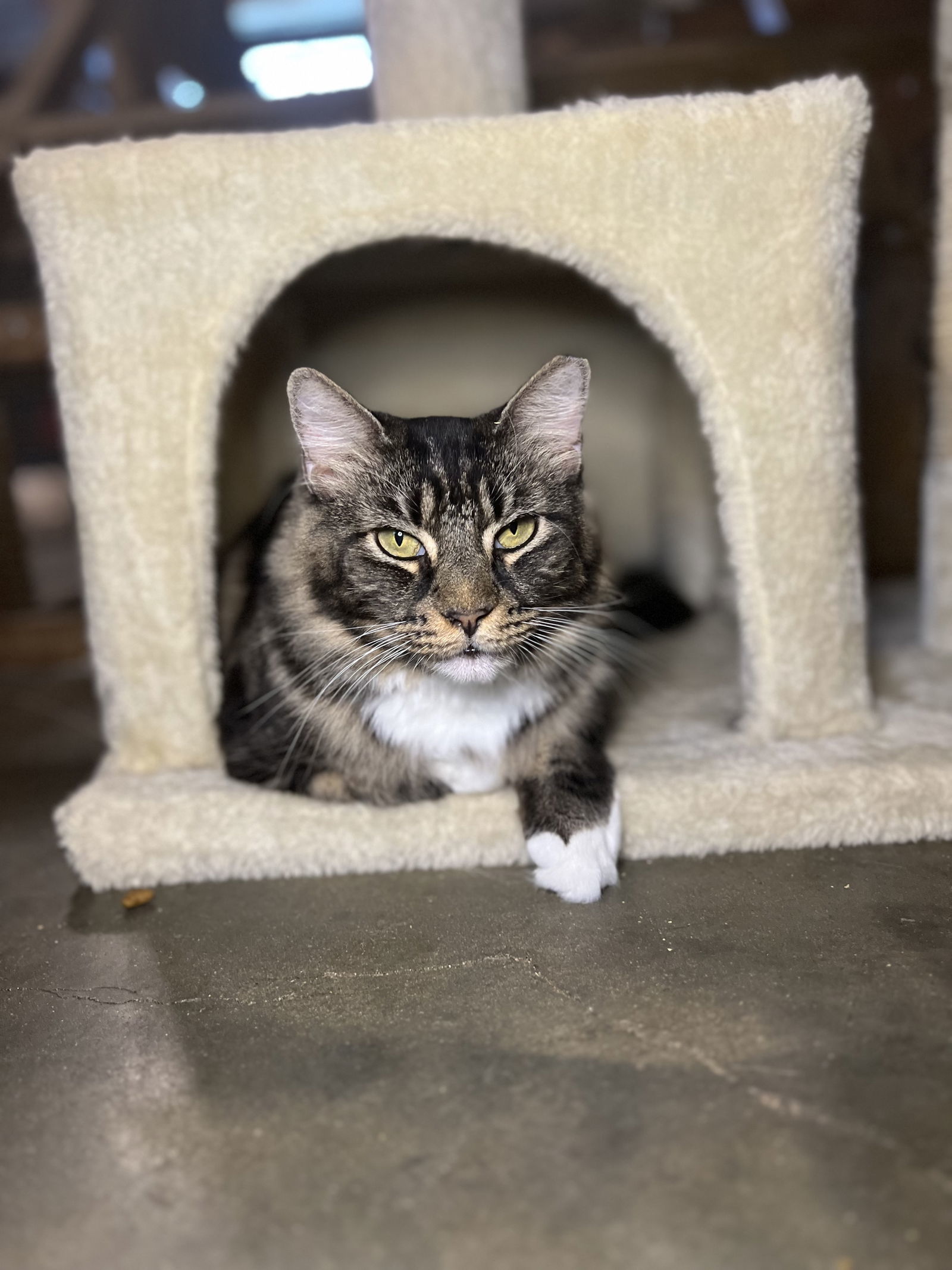 Bella, an adoptable Domestic Long Hair in Hammond, LA, 70403 | Photo Image 2