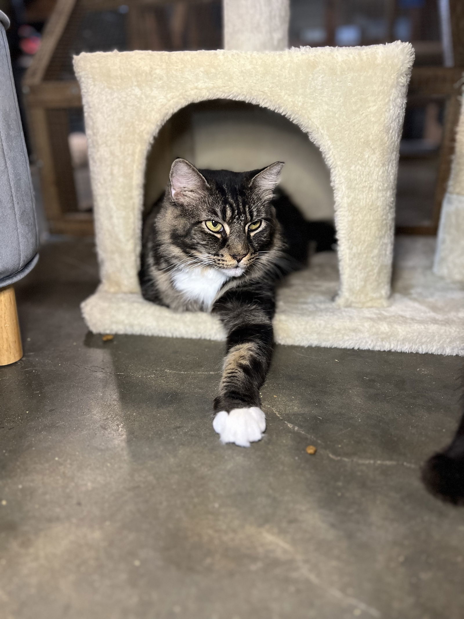 Bella, an adoptable Domestic Long Hair in Hammond, LA, 70403 | Photo Image 3