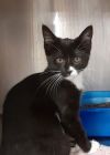 Brandy photo 1