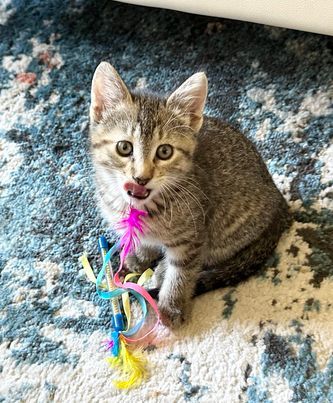 Dahlia, an adoptable Domestic Short Hair in Alexandria, MN, 56308 | Photo Image 1