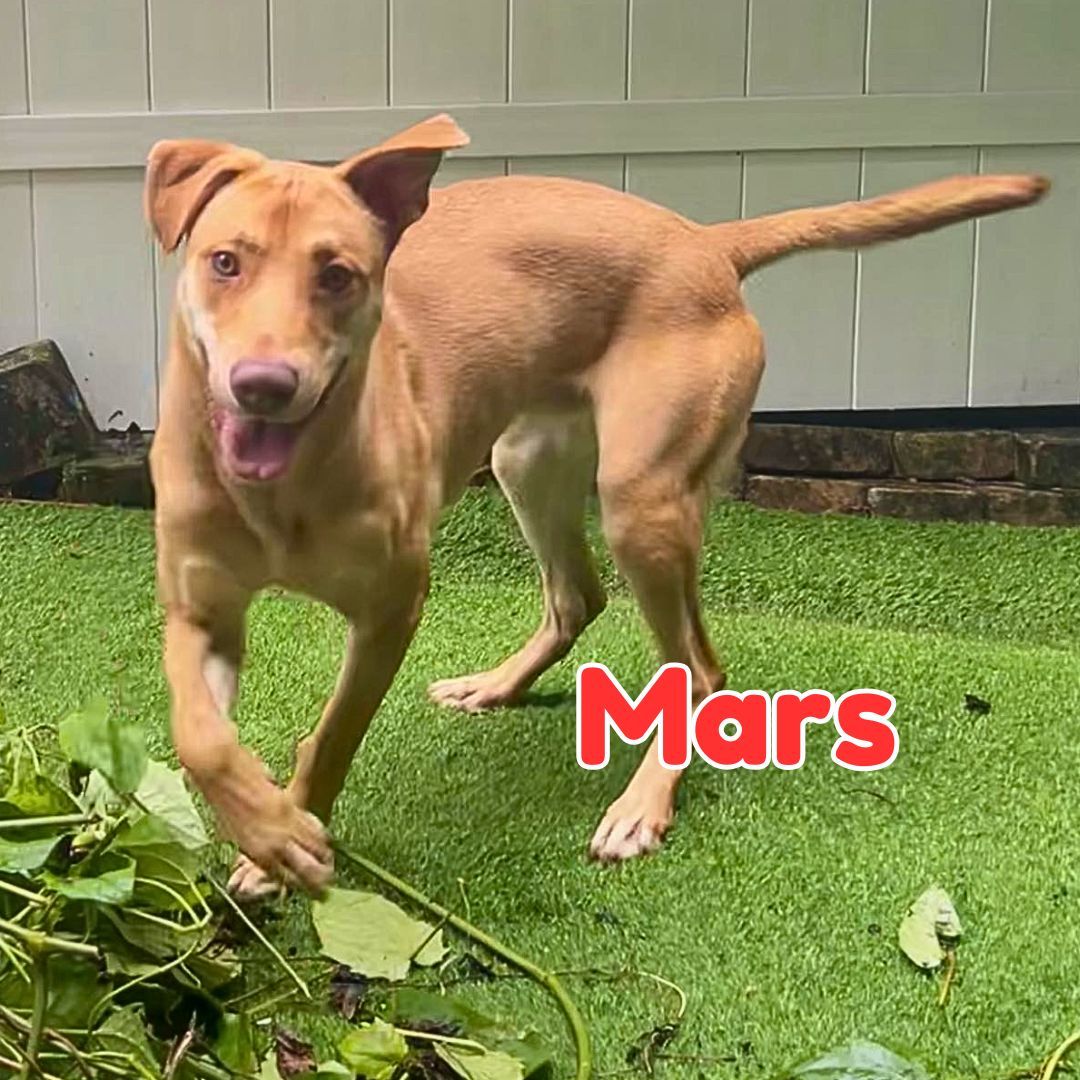 Mars