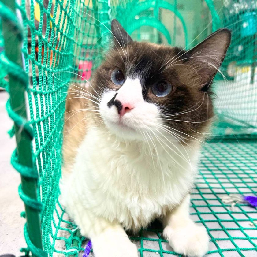 Yoda (Looking for a Foster or Adoptor), an adoptable Domestic Long Hair in Laramie, WY, 82073 | Photo Image 1