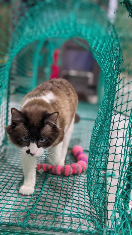 Yoda (Looking for a Foster or Adoptor), an adoptable Domestic Long Hair in Laramie, WY, 82073 | Photo Image 2