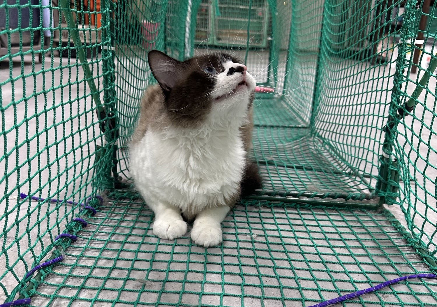 Yoda (Looking for a Foster or Adoptor), an adoptable Domestic Long Hair in Laramie, WY, 82073 | Photo Image 3