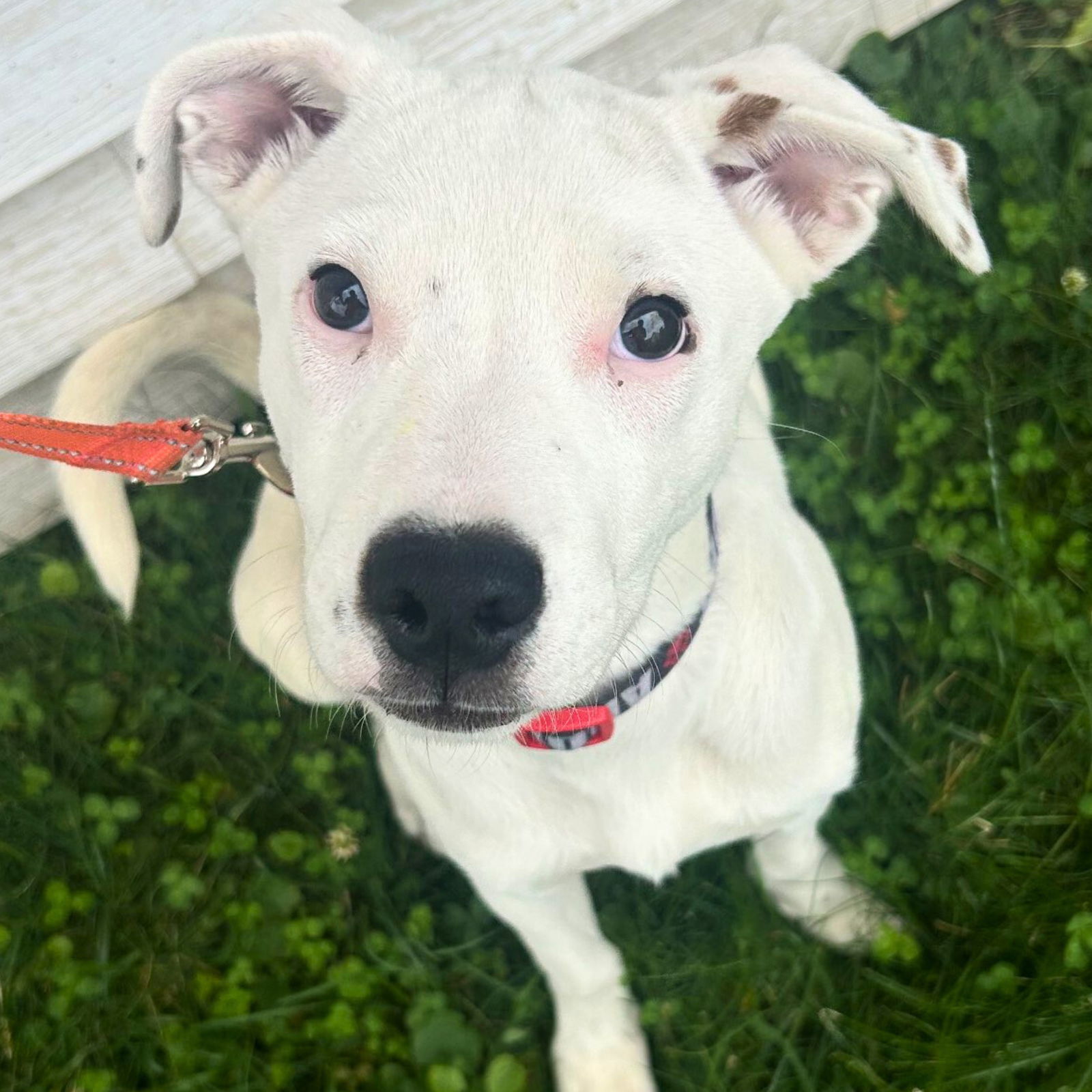 Blizzard (FTF-Albany County ONLY), an adoptable Labrador Retriever, Australian Shepherd in Laramie, WY, 82073 | Photo Image 1