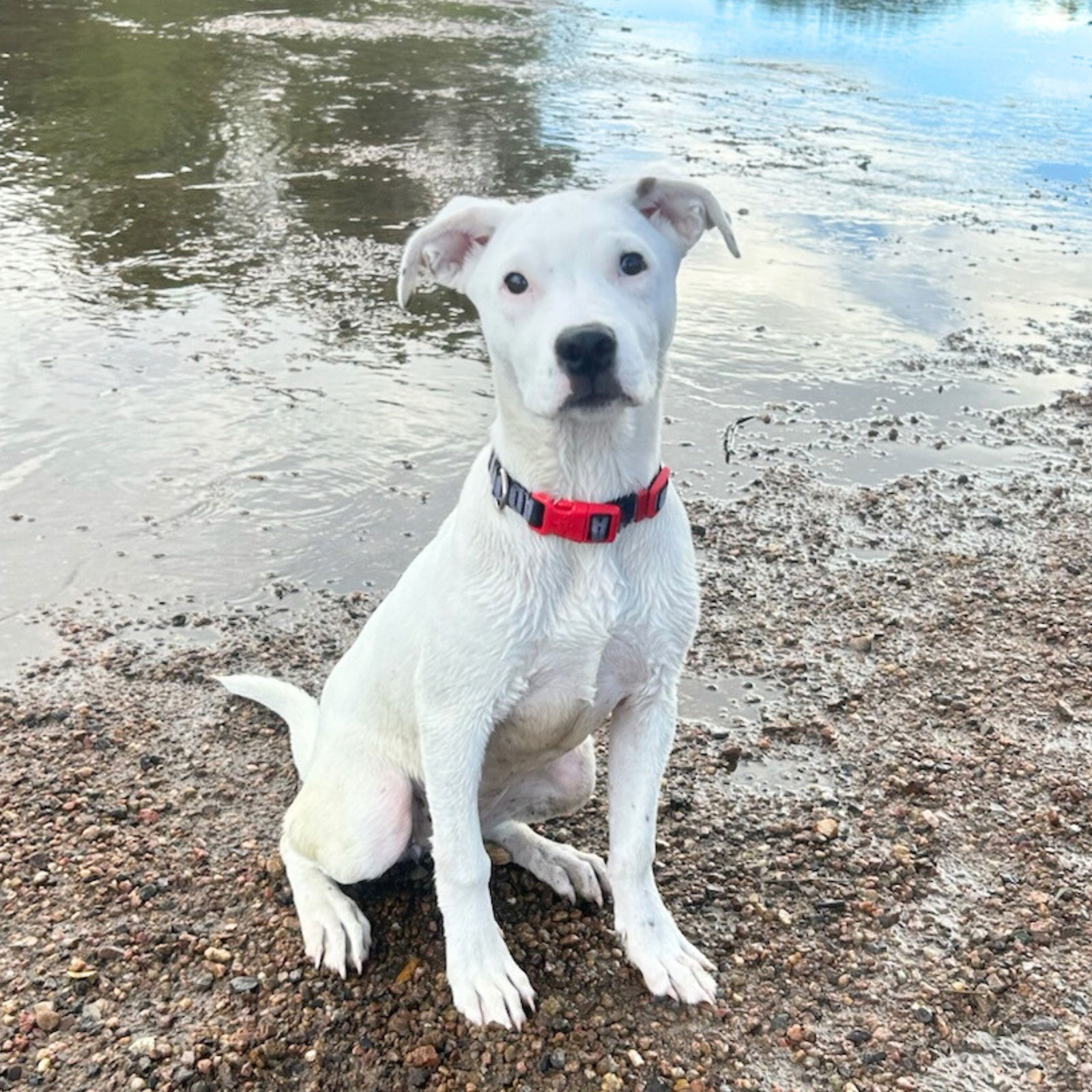 Blizzard (FTF-Albany County ONLY), an adoptable Labrador Retriever, Australian Shepherd in Laramie, WY, 82073 | Photo Image 2