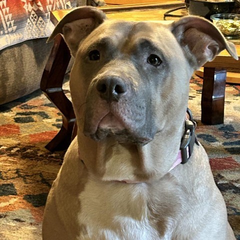 Sadie, an adoptable Pit Bull Terrier in Corvallis, OR, 97330 | Photo Image 1