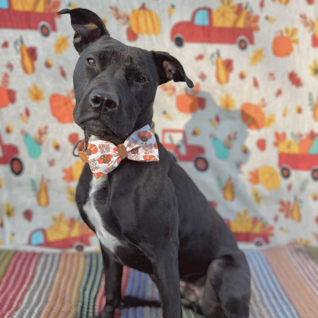 Memphis, an adoptable Pit Bull Terrier, Staffordshire Bull Terrier in Spring Hill, KS, 66083 | Photo Image 1
