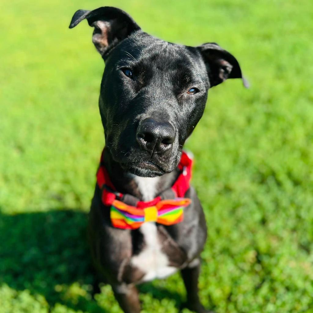 Memphis, an adoptable Pit Bull Terrier, Staffordshire Bull Terrier in Spring Hill, KS, 66083 | Photo Image 3