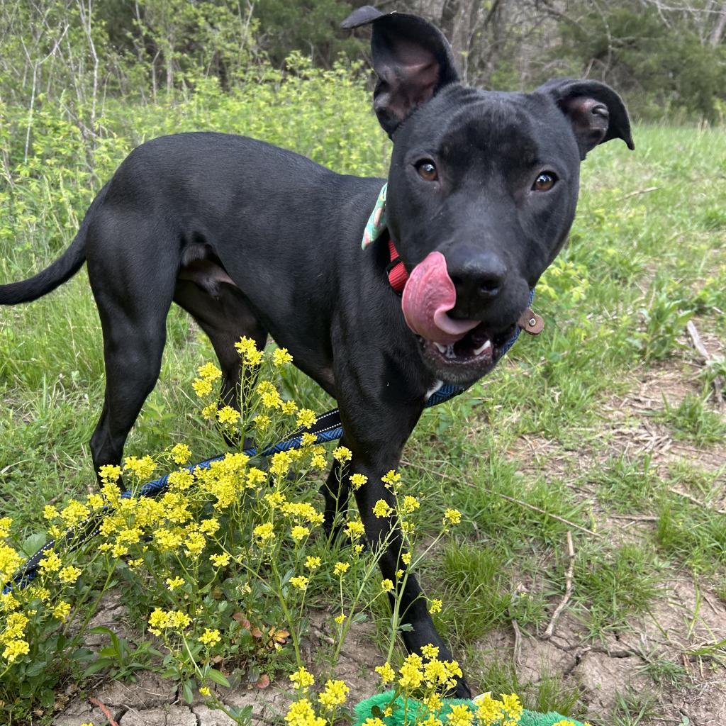 Memphis, an adoptable Pit Bull Terrier, Staffordshire Bull Terrier in Spring Hill, KS, 66083 | Photo Image 4