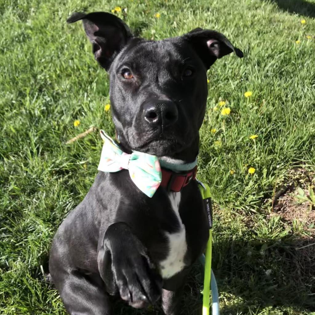 Memphis, an adoptable Pit Bull Terrier, Staffordshire Bull Terrier in Spring Hill, KS, 66083 | Photo Image 5