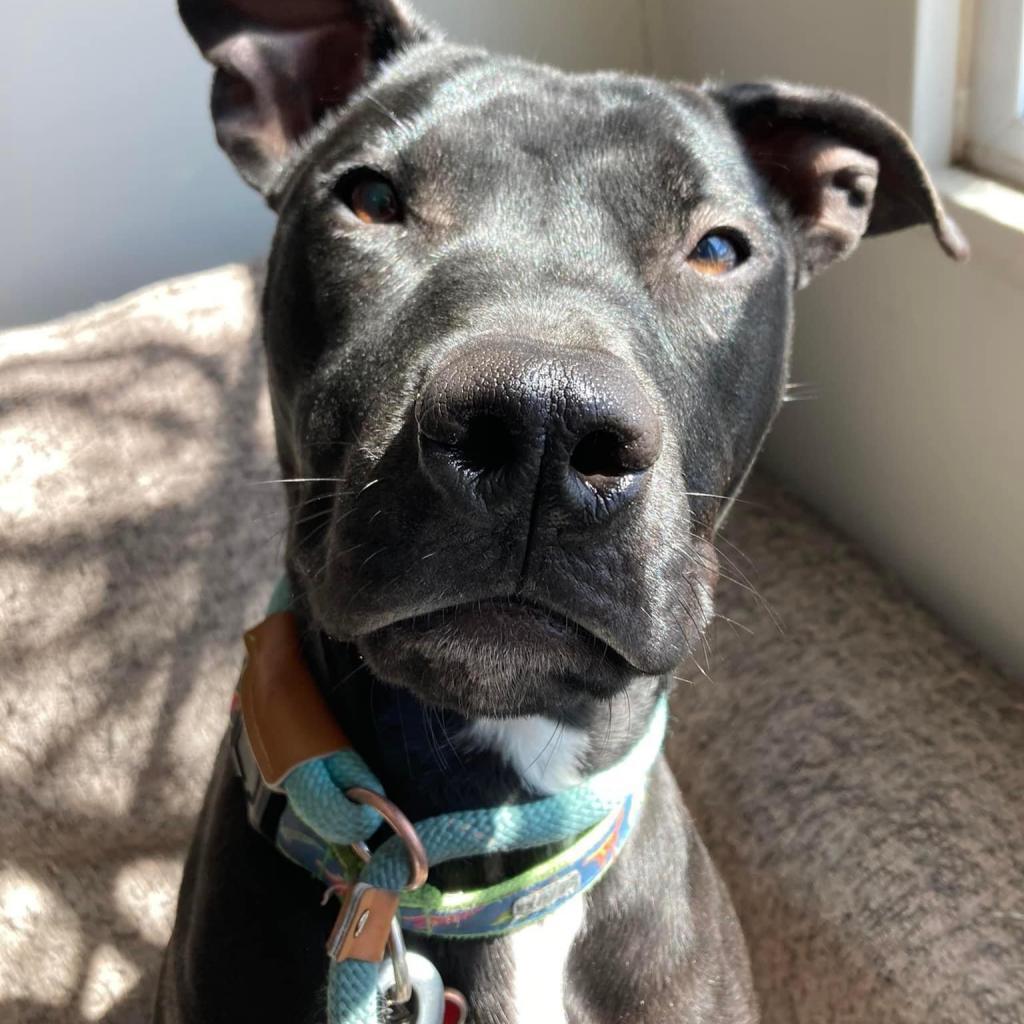 Memphis, an adoptable Pit Bull Terrier, Staffordshire Bull Terrier in Spring Hill, KS, 66083 | Photo Image 6