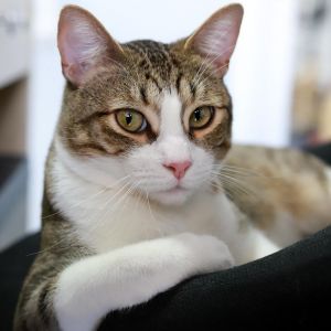 Grizzly Bear, Adult Male Domestic Short Hair