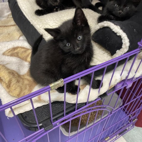 Brook, an adoptable Domestic Medium Hair in Mount Shasta, CA, 96067 | Photo Image 1