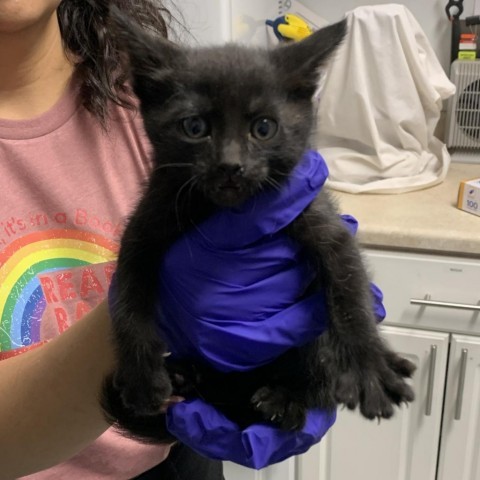 Brook, an adoptable Domestic Medium Hair in Mount Shasta, CA, 96067 | Photo Image 2