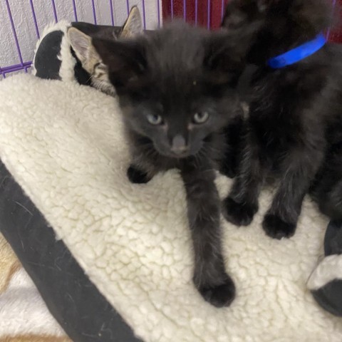 Brook, an adoptable Domestic Medium Hair in Mount Shasta, CA, 96067 | Photo Image 3